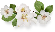 fiori decorativi bianchi